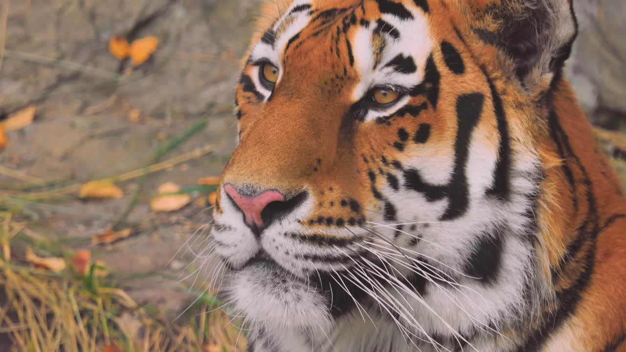 시베리아 호랑이 가까이. 시베리아 호랑이는 개체가 관찰된 지역에 따라 아무르 호랑이, 만주 호랑이, 한국 호랑이, 우수리아 호랑이라고도 불렸습니다.