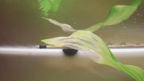 水族館の魚と植物