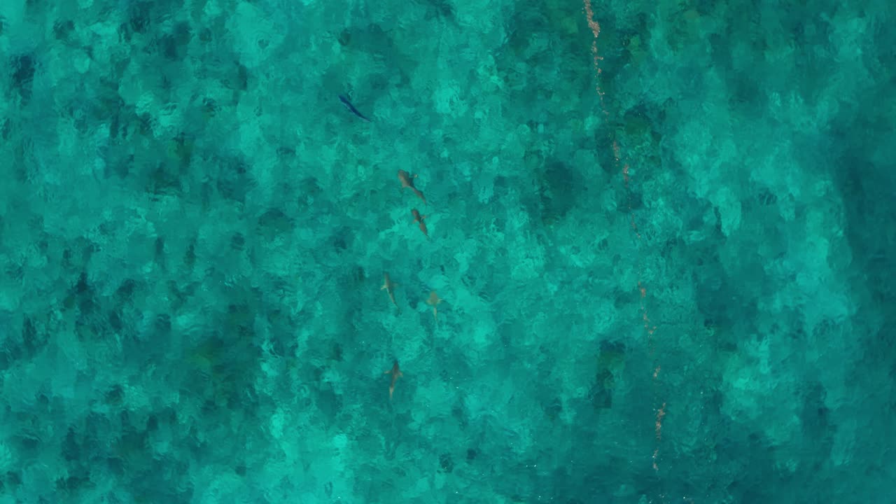 tiburones de punta negra cazando atún en el mar azul turquesa en fiji con arrecifes de coral en el lecho marino - toma aérea