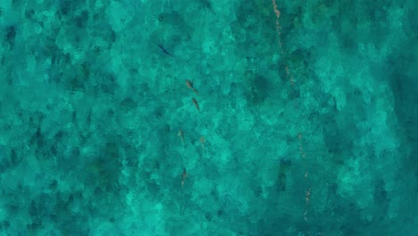 black tip sharks hunting tuna fish on the turquoise blue sea in fiji with coral reef at the seafloor - aerial shot