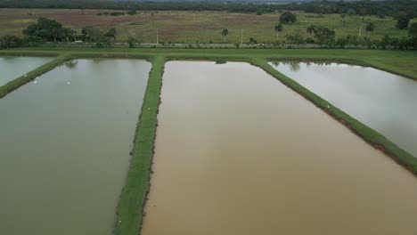 Aerial-forward-over-irrigated-rice-fields,-Bayaguana,-Comatillo-in-Dominican-Republic