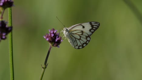 mariposa blanca con vetas marrones en verbena alta