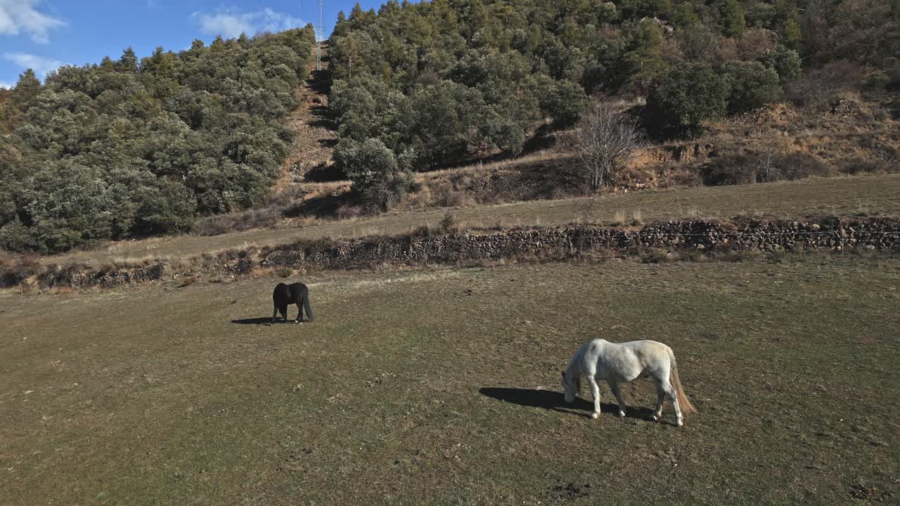 caballos lindos pastando libres en el paisaje montañoso de arseguel, cataluña, españa