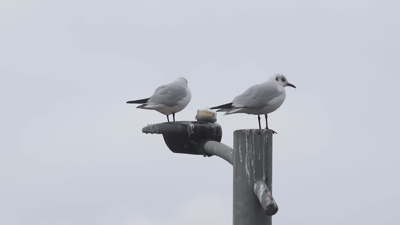 Two Black-Headed Gulls sit on top of a lamppost