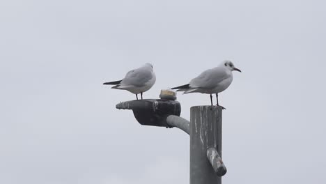 two black-headed gulls sit on top of a lamppost