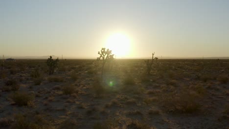 la puesta de sol brilla detrás de los árboles de joshua en el desierto de mojave, vuelo aéreo hacia adelante