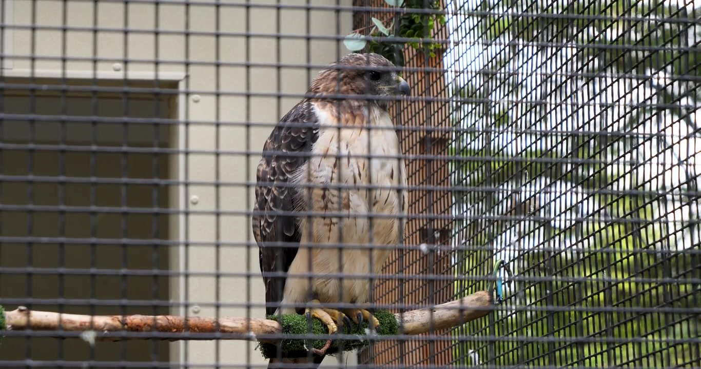 Rotschwanzbussard (Buteo jamaicensis) im Sitka Alaska Raptor Center.