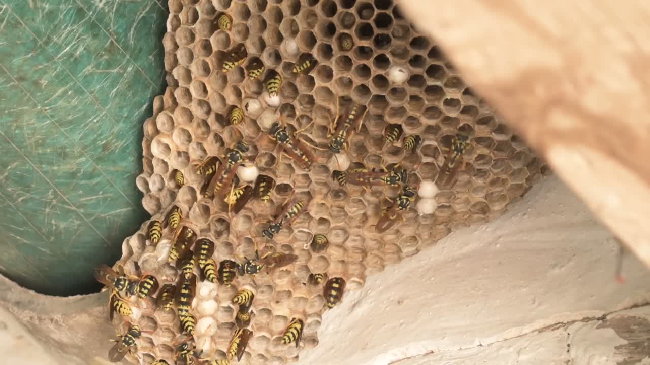 European wasps building and protecting their nest