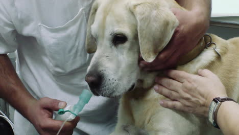 dog at the vet anesthetized