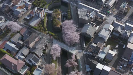 otsu city in shiga prefecture, sakura along biwako canal in spring, aerial view