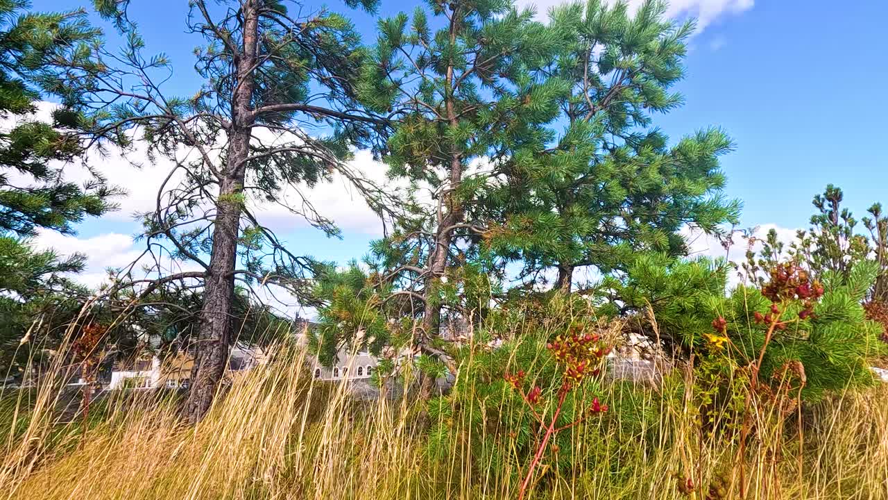 빛 하늘 아래의 소나무와 풀 풍경