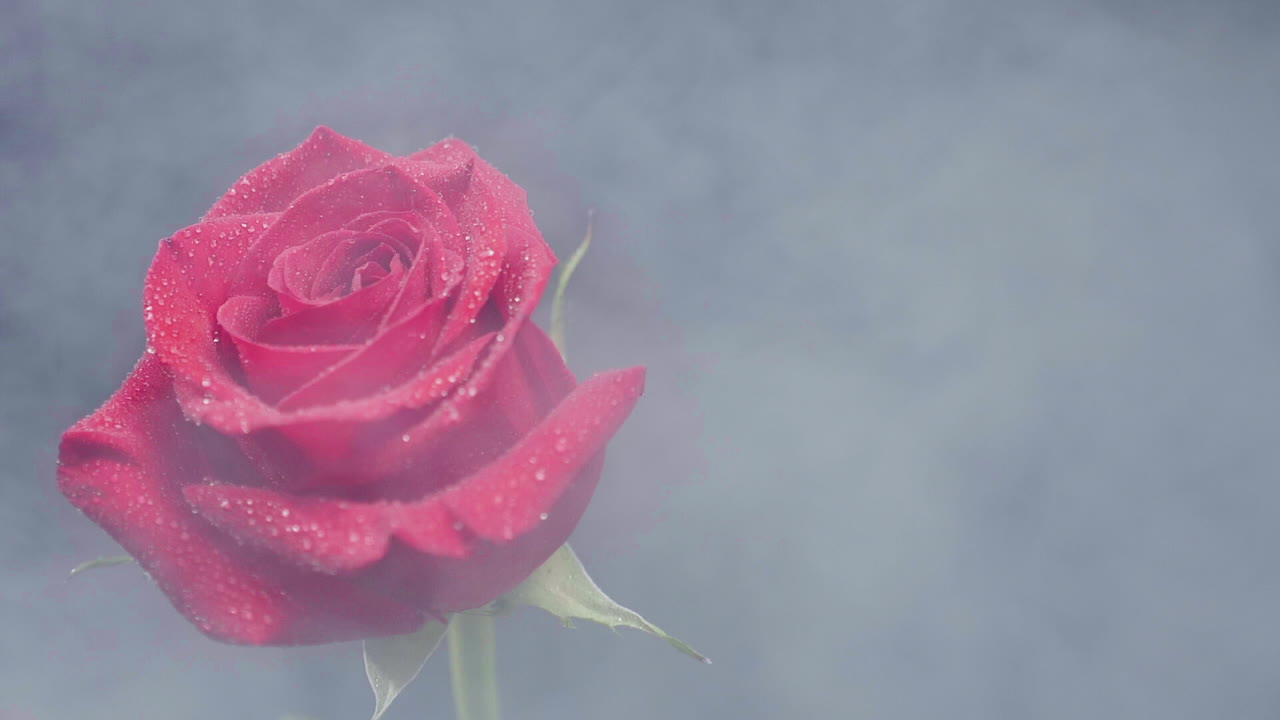Red Rose with Dew Drops in Fog