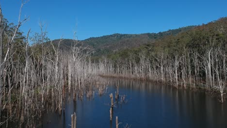 a mass of dead trees along the bank of the mountain river caused by pollution and silt run off