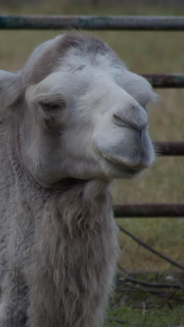 head of the camel with open mouse and eyes