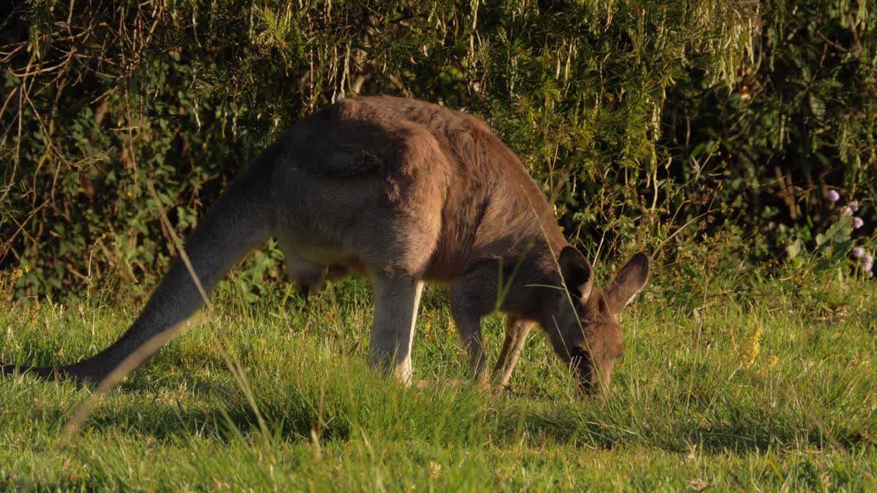 canguro gris oriental comiendo hierba - macropus giganteus - qld, australia - tiro completo