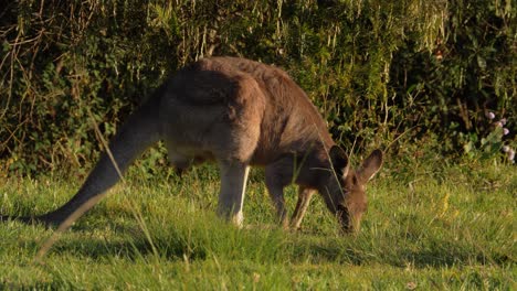 eastern grey kangaroo eating grass - macropus giganteus - qld, australia - full shot