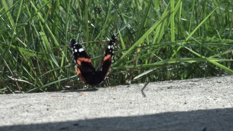 Schöner-Schmetterling-Mit-Schwarzen-Flügeln,-Der-Auf-Dem-Bürgersteig-Am-Gras-Landet