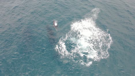 humpback whale breaching and causing big splash on surface of blue sea