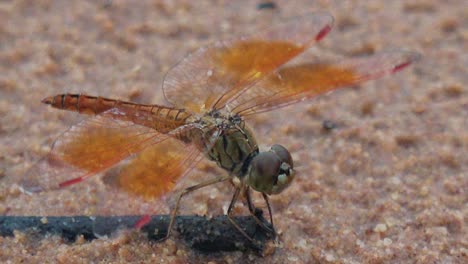 Libelle-Auf-Einem-Kleinen-Toten-Ast-Im-Sand