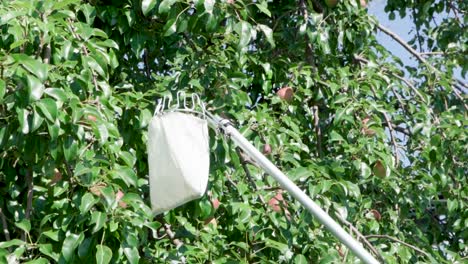 Recogiendo-Peras-Del-árbol-Con-Cesta-De-Cabeza-De-Recolector-De-Frutas