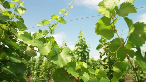 Slow-pan-between-rows-of-vineyards-in-Italy