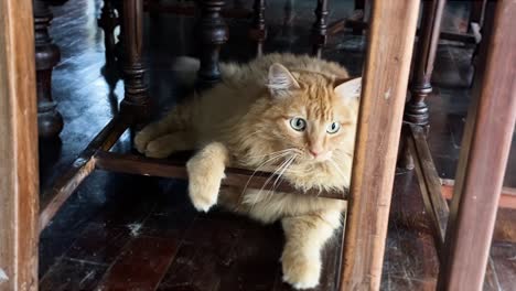 furry curious ginger cat playing under the table with a mice ball toy and then looking away distracted