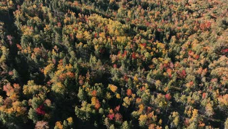 Volando-Sobre-Los-árboles-En-El-Bosque-Con-Colores-Otoñales-En-Un-Día-Soleado