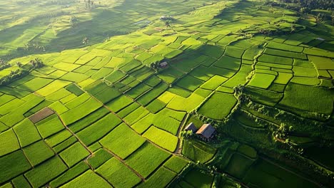 aerial view of lush green rice terraces