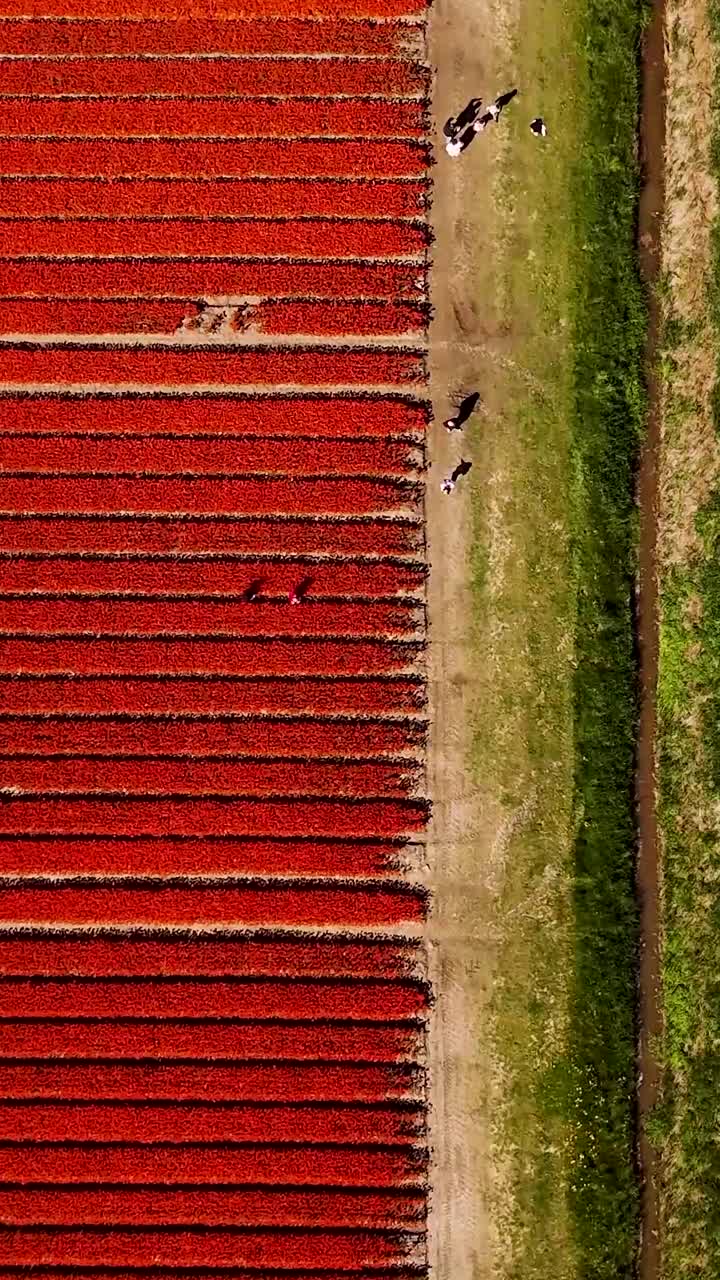 Aerial View of Red Flower Field with Workers