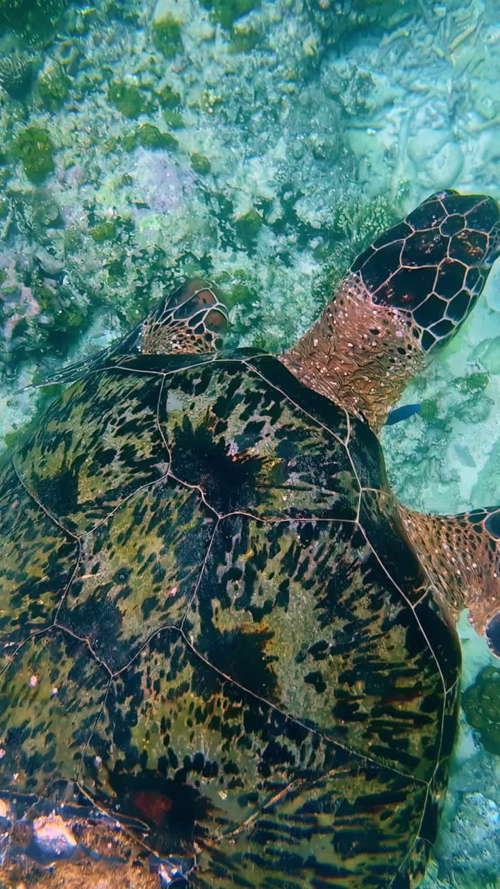 Sea turtle swimming slowly above reef in shallow tropical water with coral below, vertical video