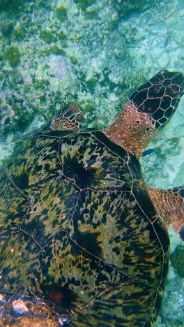 sea turtle swimming slowly above reef in shallow tropical water with coral below, vertical video