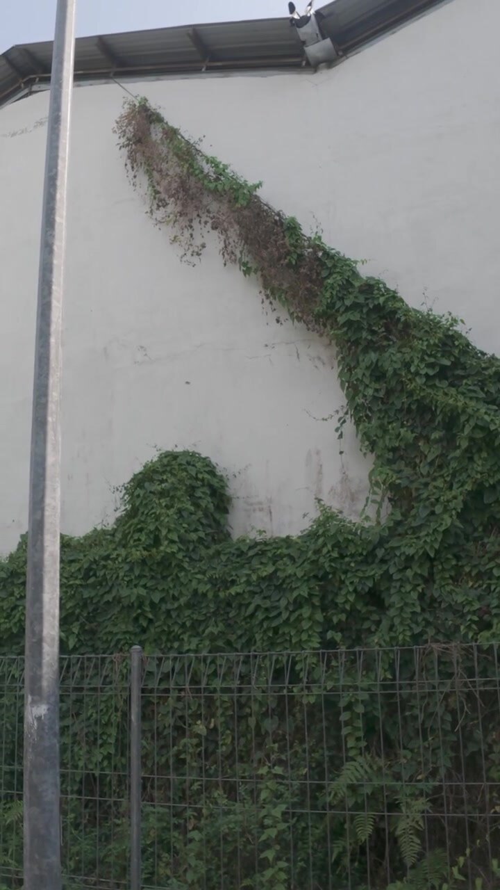 Vines Growing on a White Exterior Wall