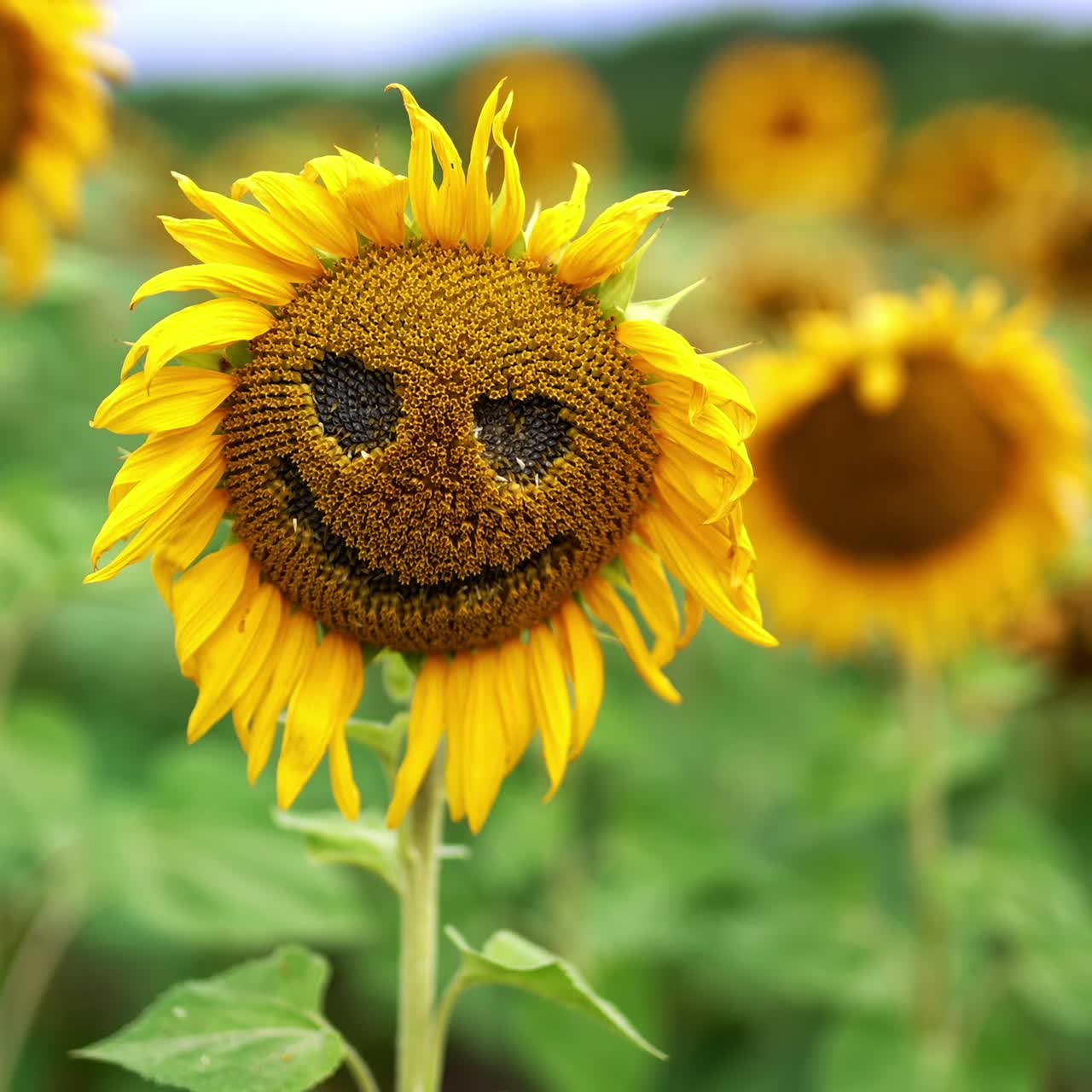 Scary face made from a sunflower with fading petals. Close up. Multiple flowers at backdrop in blur