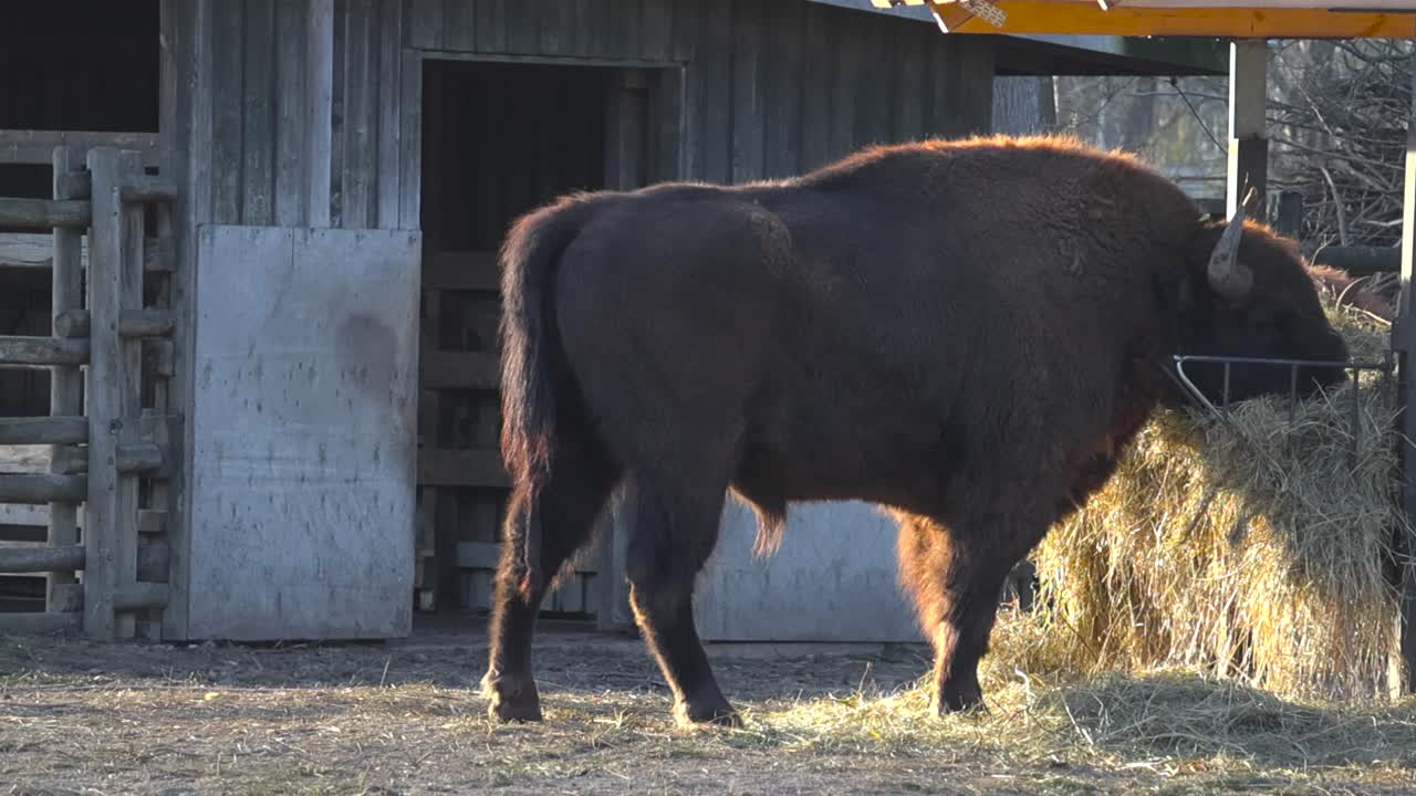 Slow motion of European bison eating dry grass. Bison chewing grass, wooden shelter in the background at nature park, Tallinn zoo. Wild bull with horns eating dry hay showcasing its powerful profile