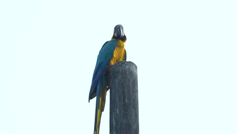 colorful parrot perched on wooden pole with bright white background, slow motion