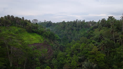 Drohne-Fliegt-über-Den-üppigen-Dschungel-Von-Ubud,-Bali-In-Indonesien