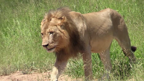 male lion walking through high grass, right to left, camera zooming out