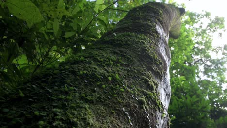 a low angle and close-up shot of young small leaves and green moss at a wild tree trunk in hong kong's forest