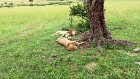 Dos-Leones-Cansados-Durmiendo-Tumbados-En-La-Sabana-De-Hierba-Por-árbol