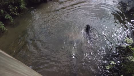 Mittelgroßer-Schwarzer-Hund-Rennt-Und-Springt-Für-Den-Ball-In-Den-Fluss,-Schwimmt-Zurück