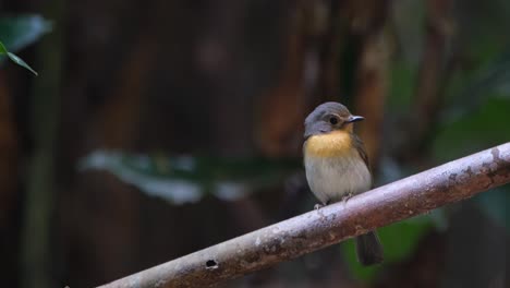 La-Cámara-Se-Aleja-Deslizándose-Hacia-La-Izquierda-Mientras-Mira-Hacia-La-Derecha,-Papamoscas-Azul-Indochino-Cyornis-Sumatrensis,-Hembra,-Tailandia