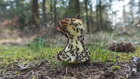 Ant-colony-eating-apple-on-forest-floor,-time-lapse-of-insects-teamwork-concept