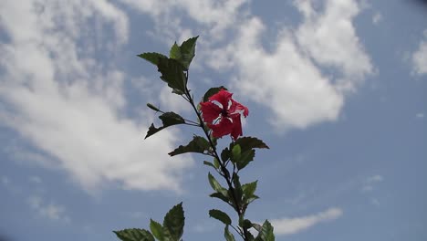 a beautiful hibiscus flower on a branch