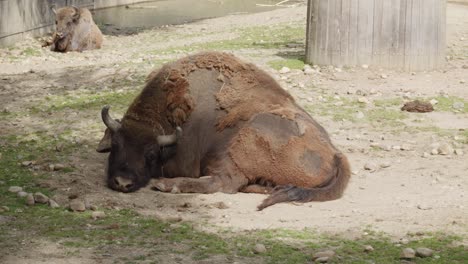 sleepy american bison lying on the ground in the zoo