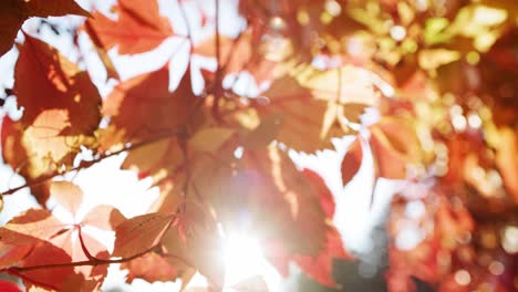 handheld view of autumn leaves in sun