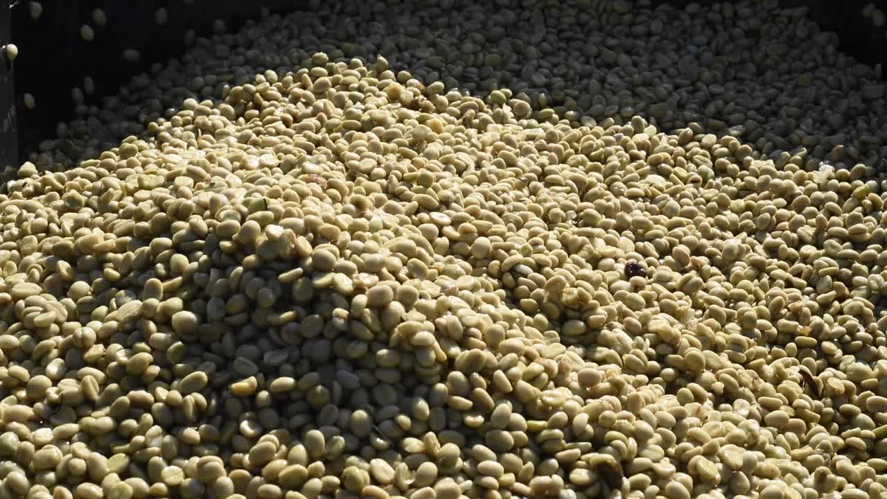 Shoveling Washed Raw Coffee beans