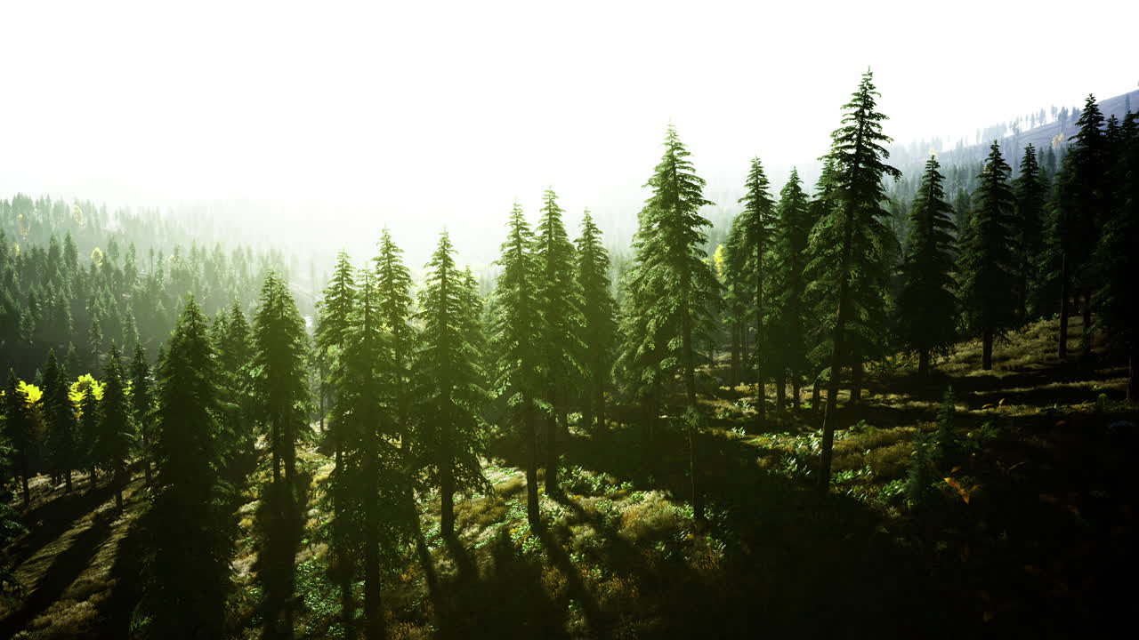Dense forest under bright sunlight showcasing natures tranquility