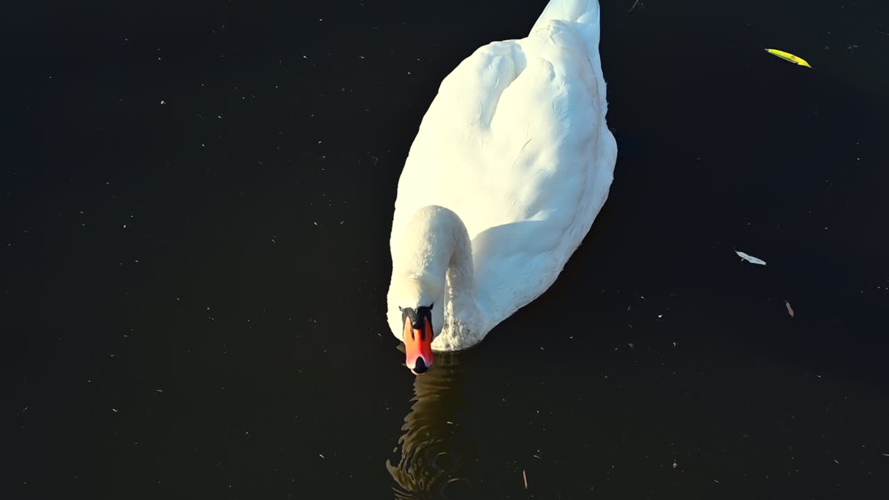A beautiful white swan dips its head into the calm water, searching for food. The peaceful pond reflects the morning light, creating a serene atmosphere