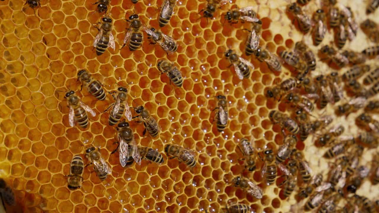 Shiny bees walking actively over the honeycombs. Liquid fresh honey shimmering in the light. Close up. Blurred backdrop.