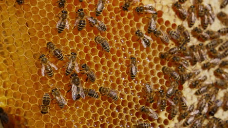 shiny bees walking actively over the honeycombs. liquid fresh honey shimmering in the light. close up. blurred backdrop.